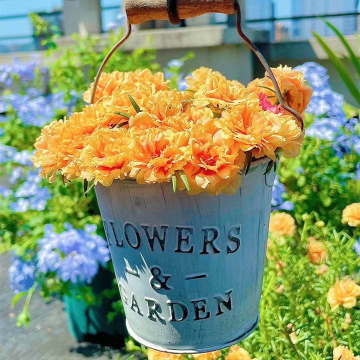 🌹Moss Rose—Immortal Flower