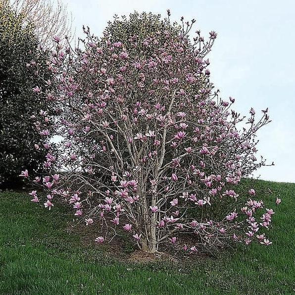 20pcs LILY MAGNOLIA Flower TREE Pink & Purple Fragrant Tulip Magnol Liliiflora Seeds