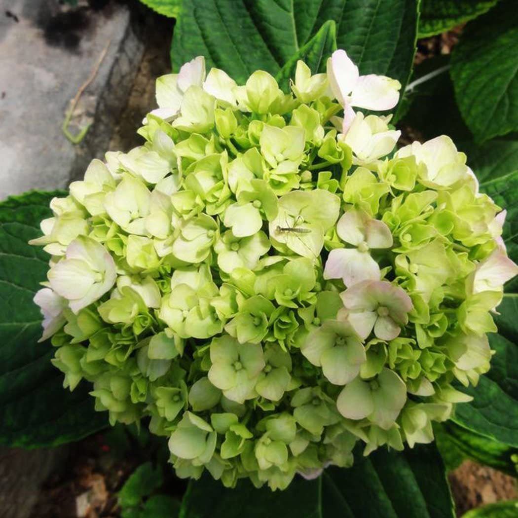 20 pcs/Pack Hydrangea Seed Bonsai Flower Seeds Hydrangea Perennial Garden Home