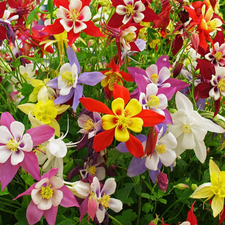 Columbine Seeds - Macana Giant Mix