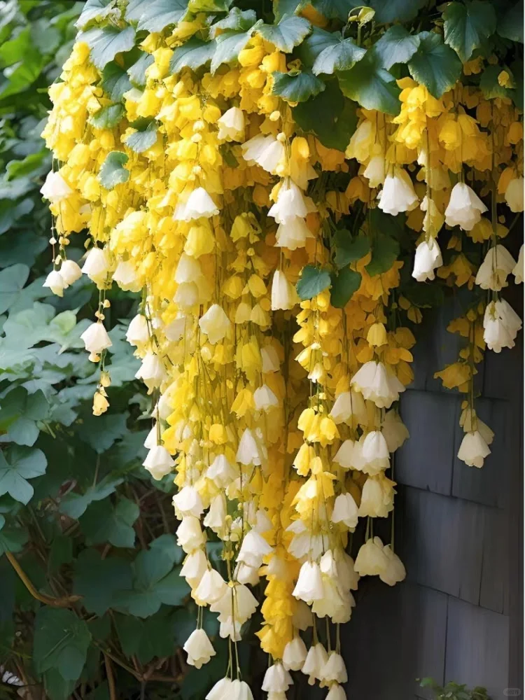 Weeping Begonia (Begonia pendula)