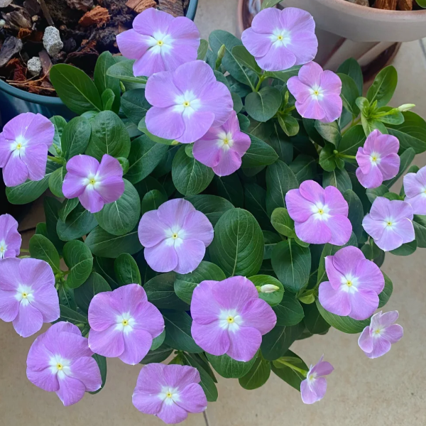🌸Periwinkle—Blooms All Year Round