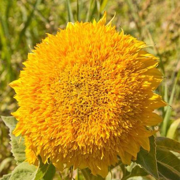 50 Seeds Teddy Bear Sunflower