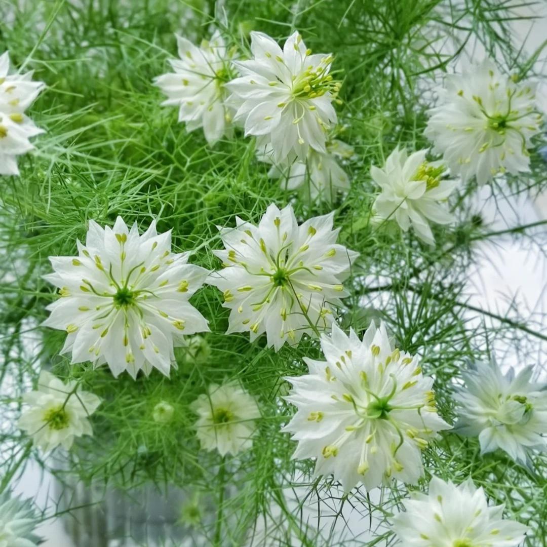 💚Green Nigella