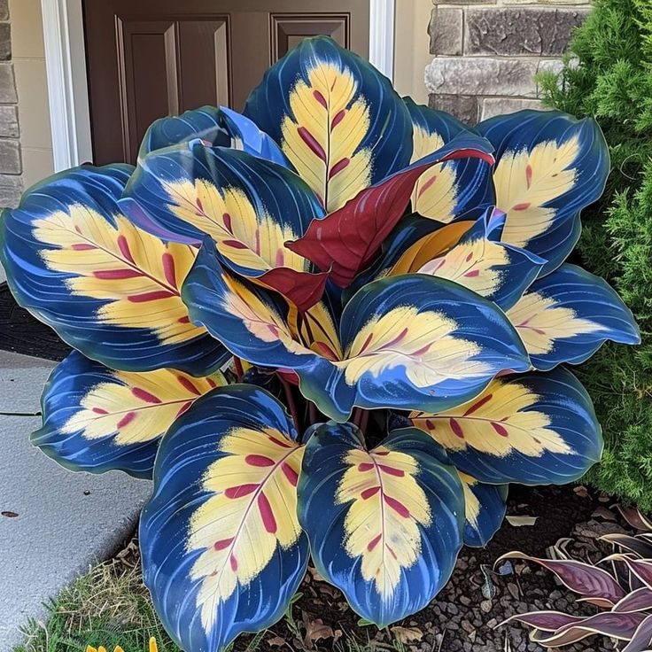 Kaleidoscope Caladium Plant