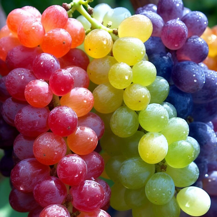 50 Seeds New Rare Rainbow Hybrid Grape Organic