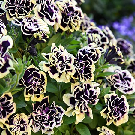 Petunia, Midnight Gold