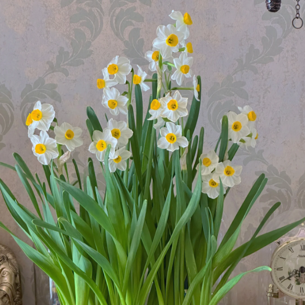 🌺White Purity - Third Generation Daffodils