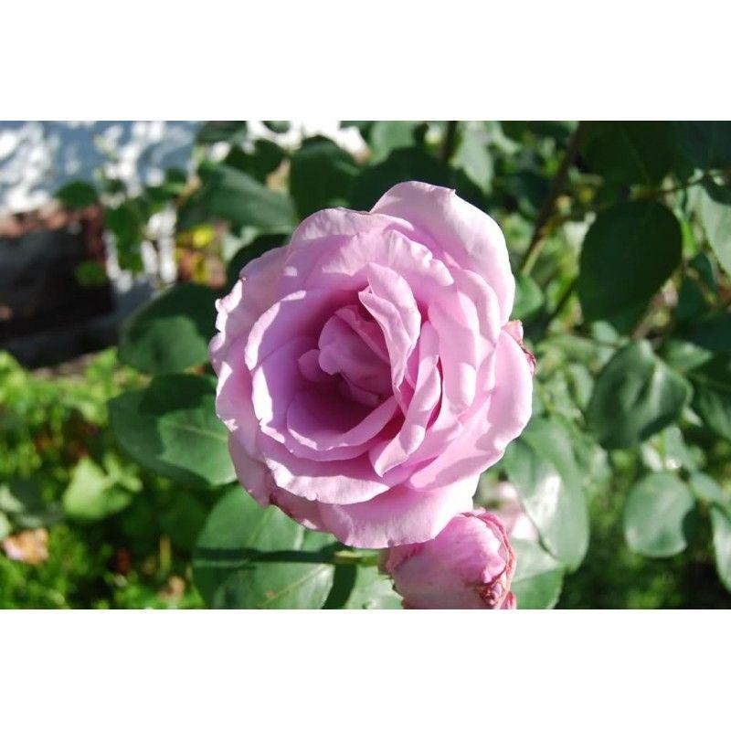 50pcs/Bag Climbing Rose Seeds