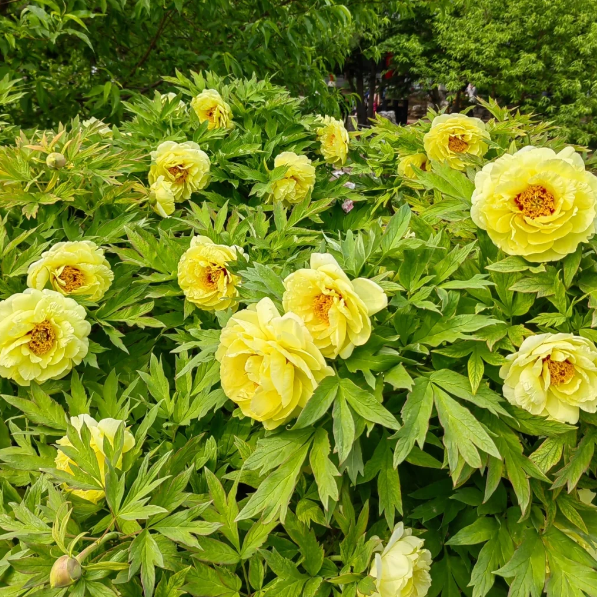 🌺Chinese Peony Flower Seeds—Mixed Color Plants—Home Garden Flower Seeds