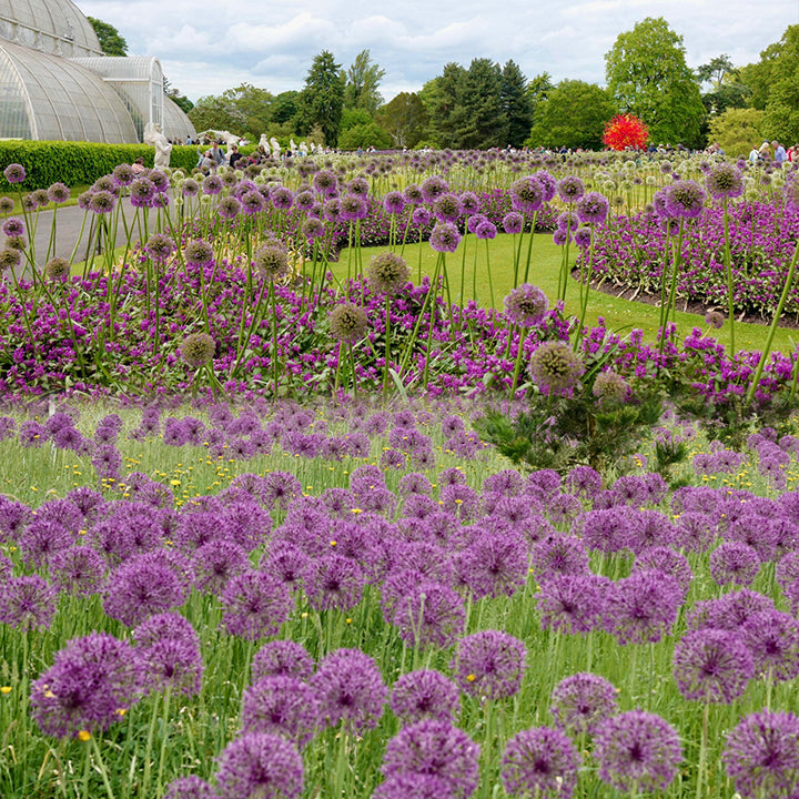 Giant Allium Giganteum Ornamental Onion Flower