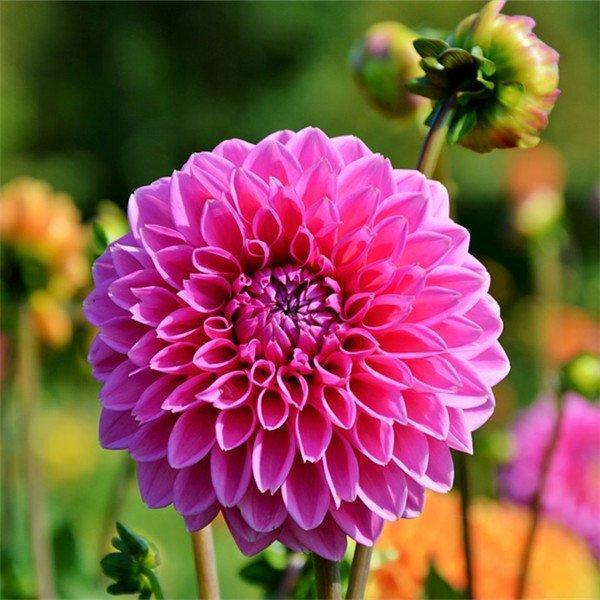 100Pcs Dahlia Bulb Flower Seeds Bonsai Flower