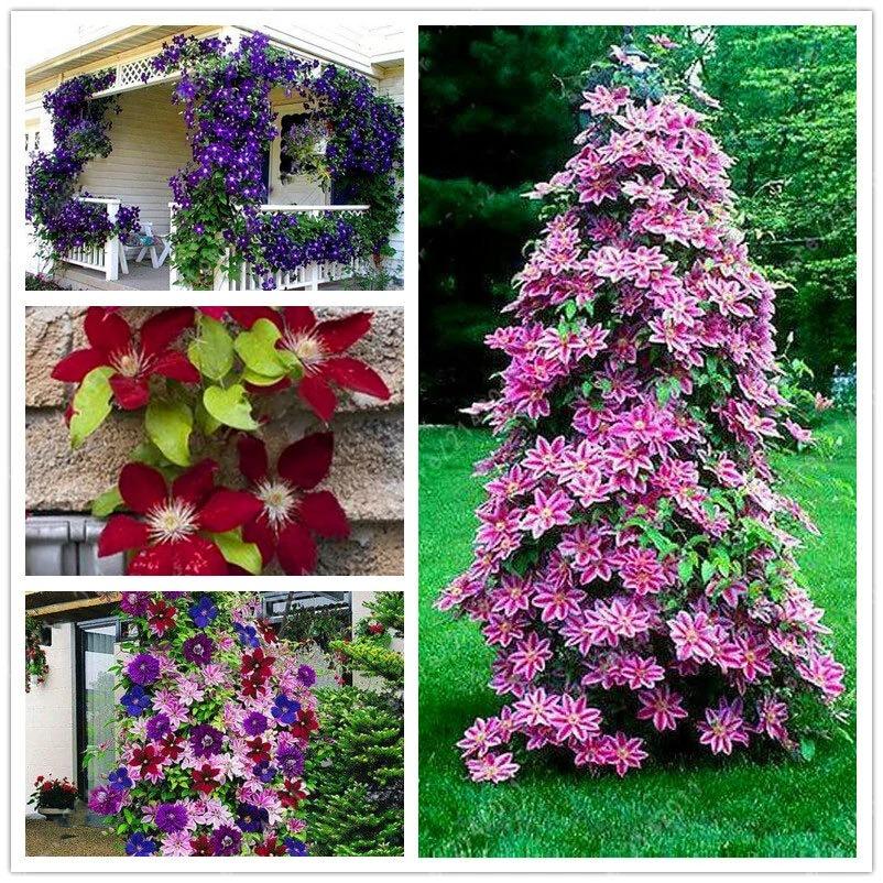Egrow 50Pcs Clematis Flower Seeds Perennial Vines Climbing Clematis Plant Seed Garden Decoration