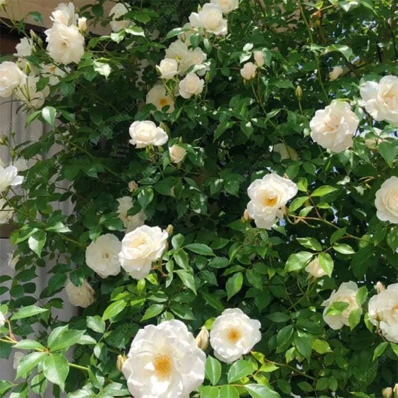🌹Climbing Rose Seeds - Luck Rises