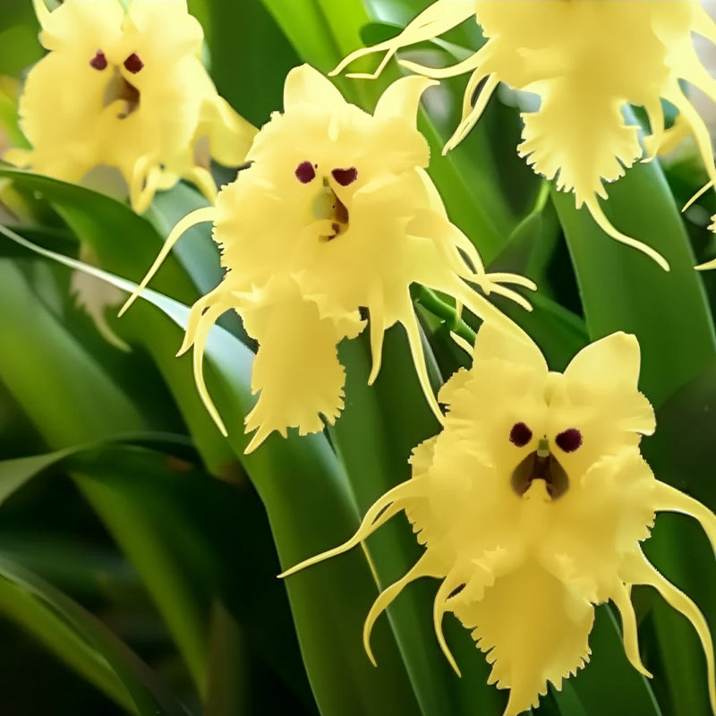 🦊Multicolor Cat Face Orchid Seeds