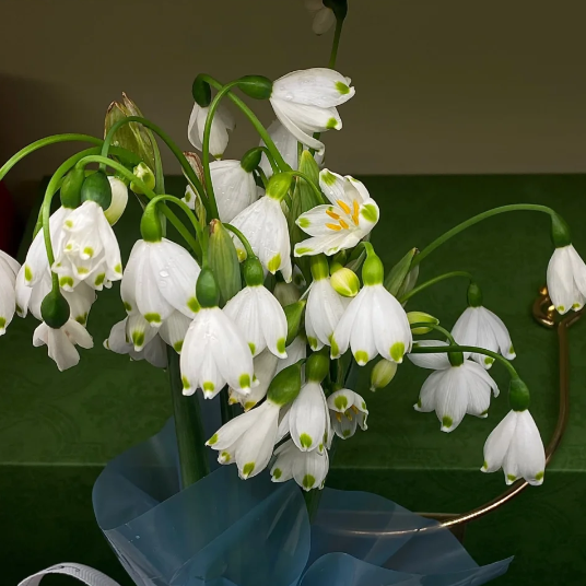 🌼Snowdrop Flower Seeds—Symbol Of Hope