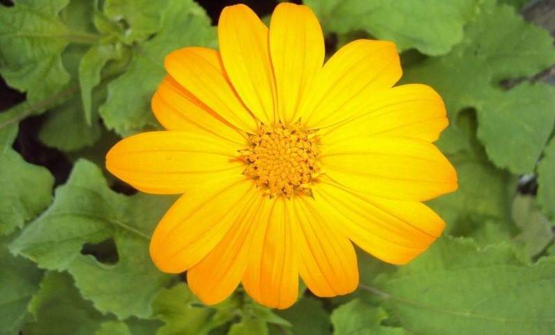Mexican Sunflower Seeds - Yellow (Tithonia Speciosa Yellow Torch) Seeds.