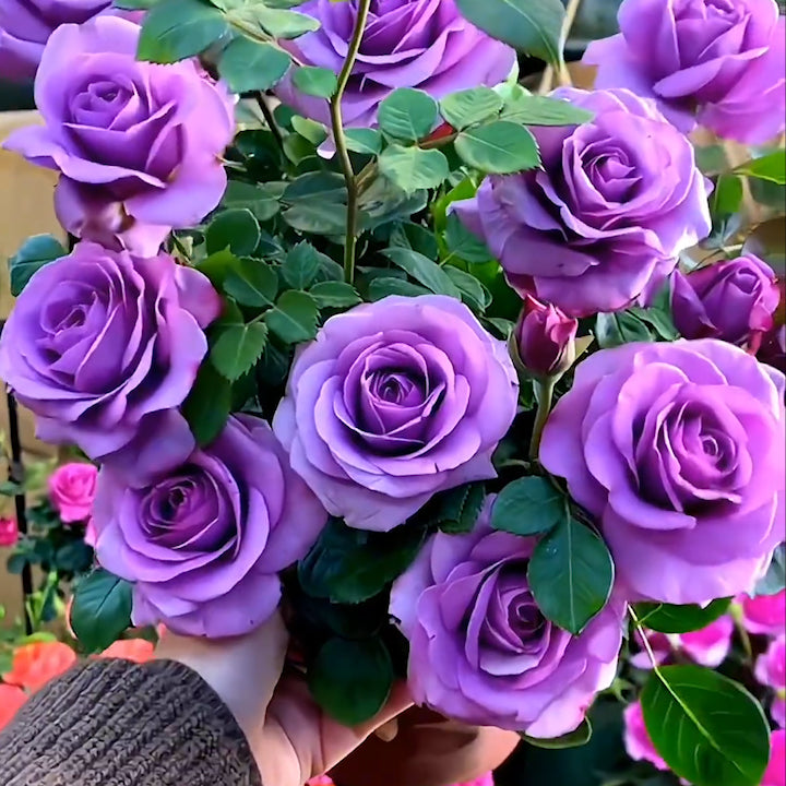 🌹Rose Mixed Color Seeds