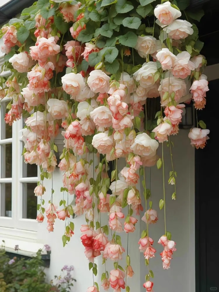 Weeping Begonia (Begonia pendula)