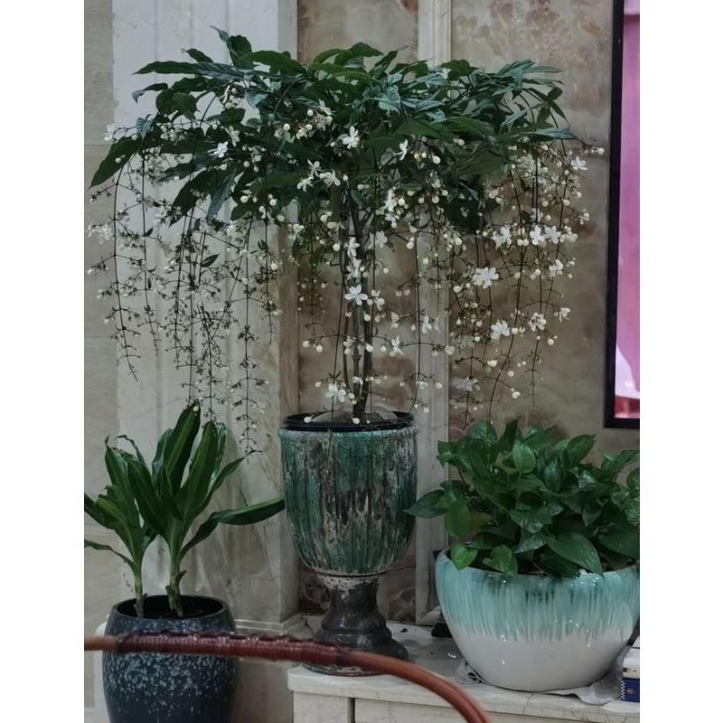100pcs Hanging Jasmine seeds Four Seasons Blooming Indoor Balcony Bonsai Strong Fragrance Hanging Branch Jasmine Lazy Blooming