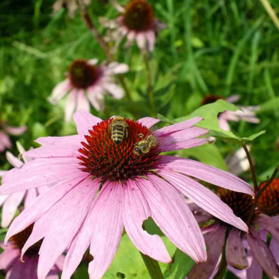 50Pcs RARE PURPLE CONEFLOWER SEEDS