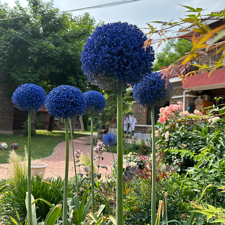 Giant Allium Giganteum Ornamental Onion Flower