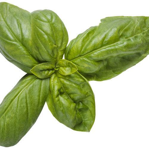 Pesto Besto Sweet Italian Basil