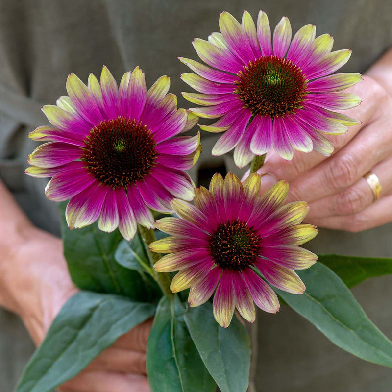Echinacea, Sweet Sandia