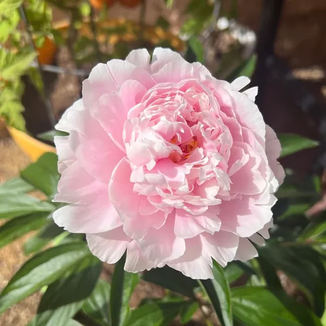 🌺 The Queen of Flowers—Double Petaled Piani