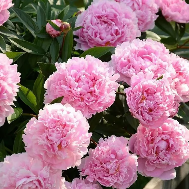🌺 The Queen of Flowers—Double Petaled Piani