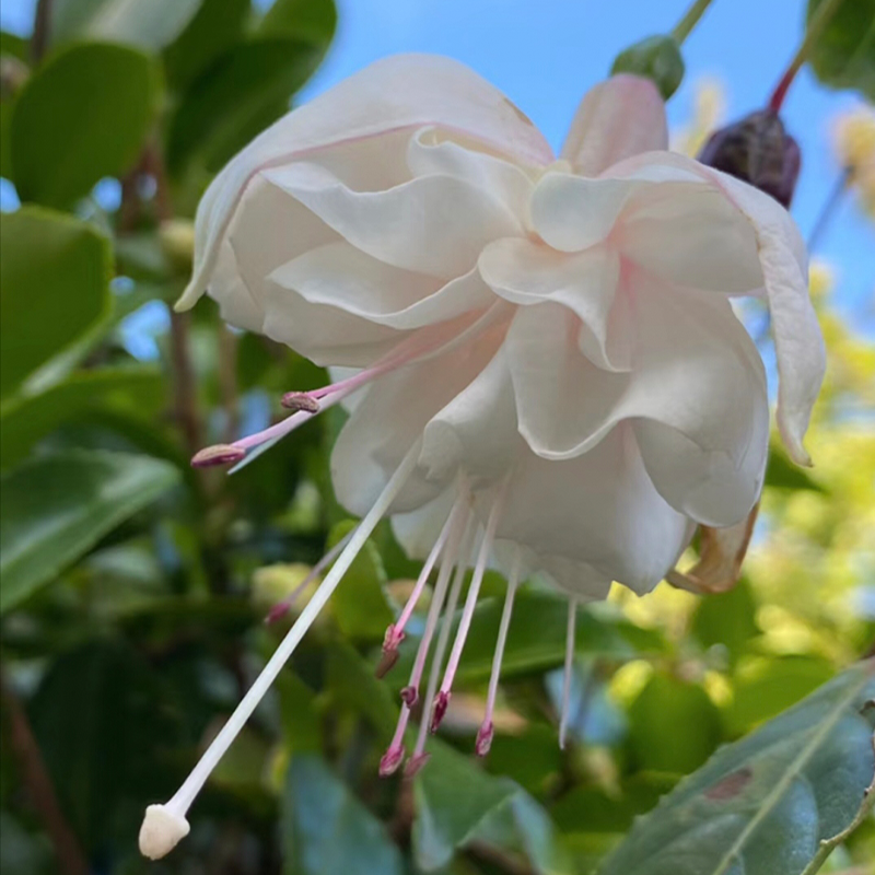 🌺Lantern Flower