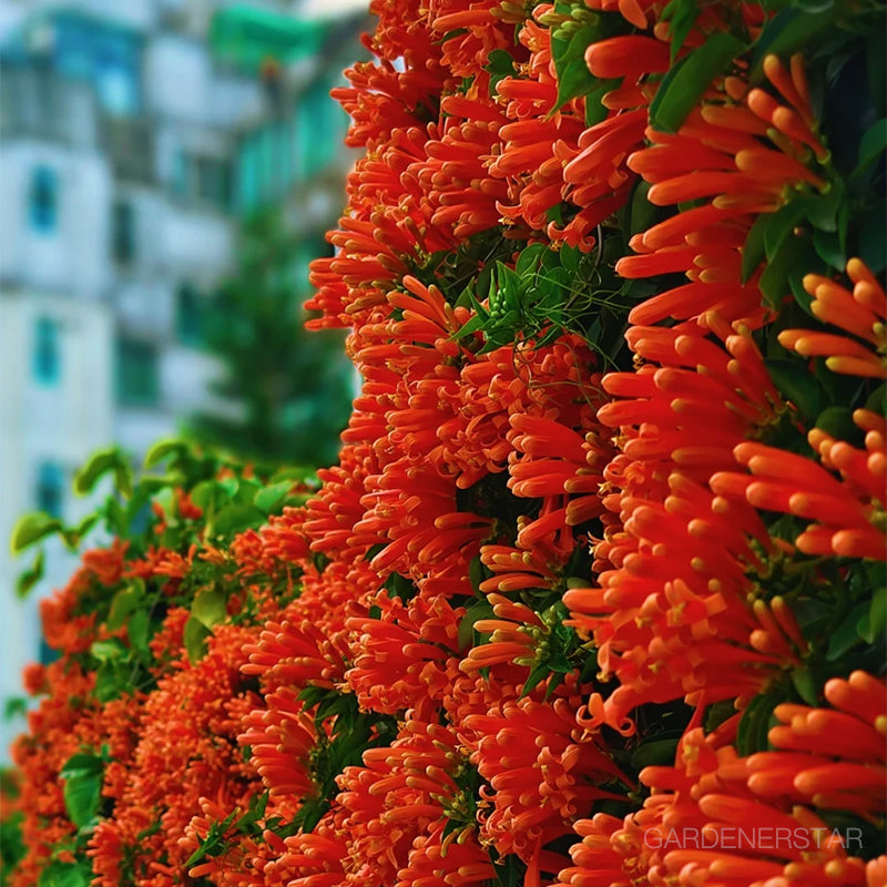 🏵️Pyrostegia Venusta Climing Flower Seeds