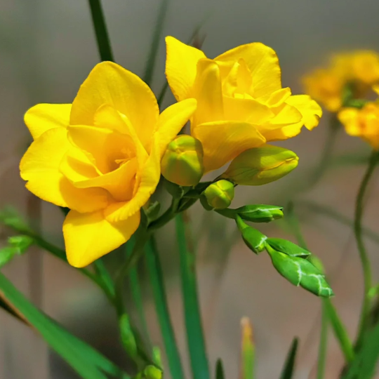 💐Freesia Bulbs