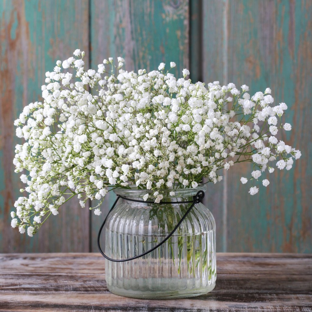 100pcs Gypsophila seeds Baby's Breath Gypsophila