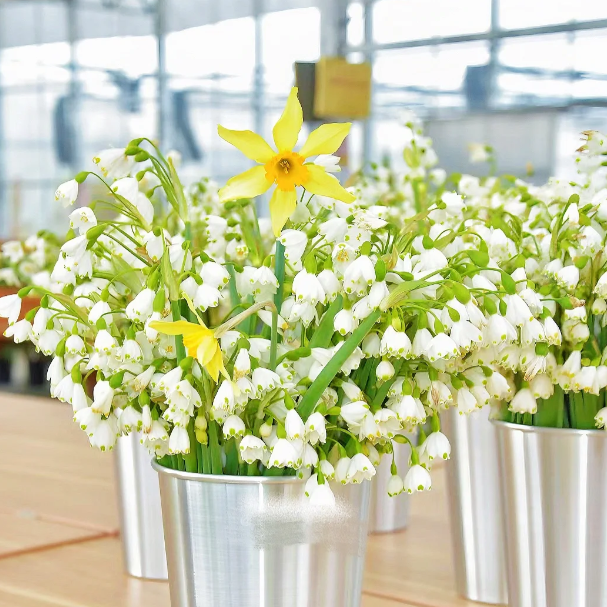 🌼Snowdrop Flower Seeds—Symbol Of Hope