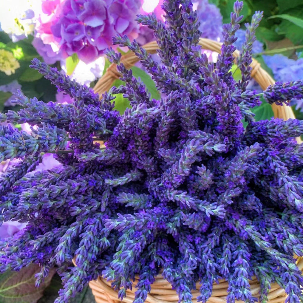 🌿Lavender Seeds Purple Blooming