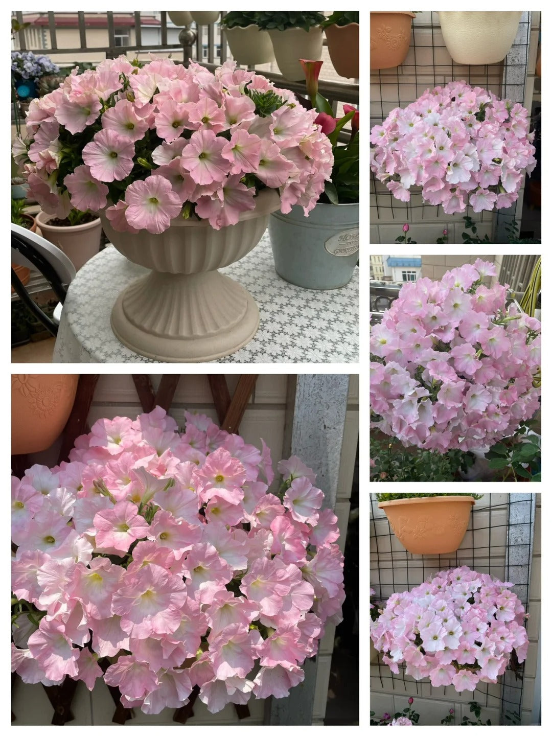 🌸The Latest Petunia Varieties In 2024