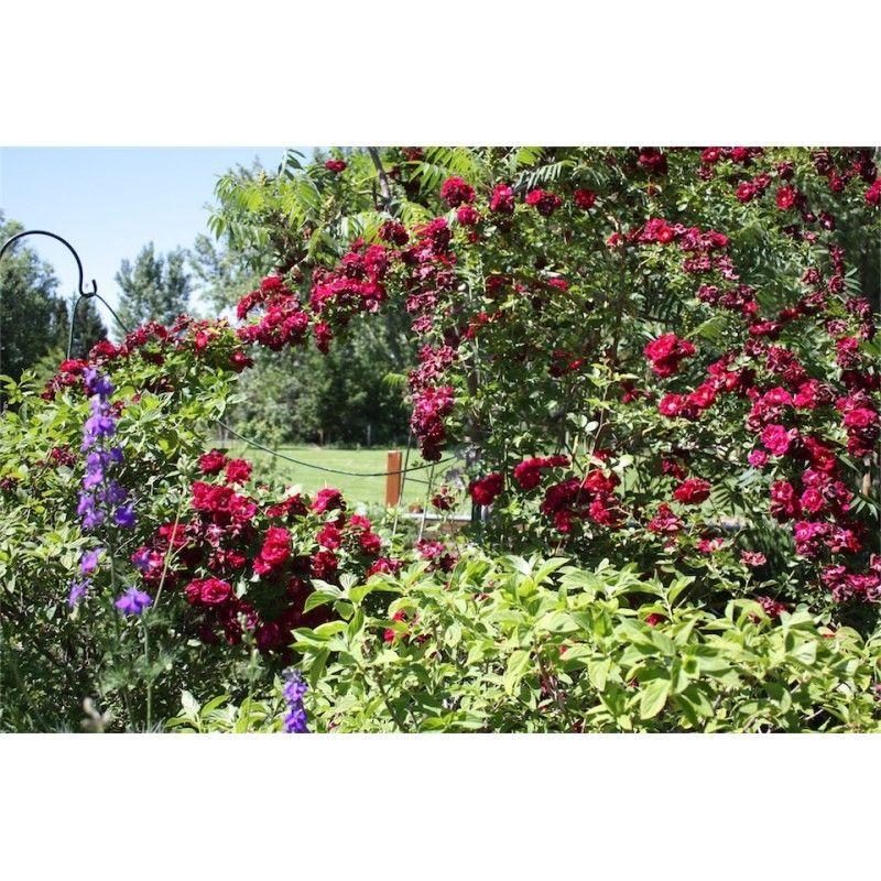 50pcs/Bag Climbing Rose Seeds