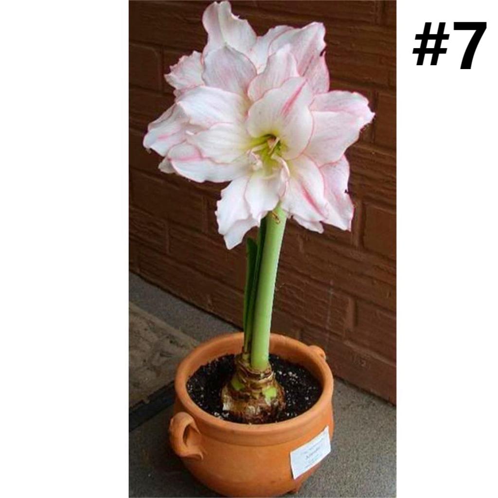 50pcs Hippeastrum Rutilum Seeds Bonsai Home Garden Balcony Plants