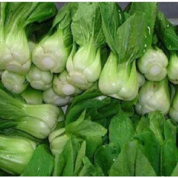 All year round 200pcs Chinese cabbage seeds