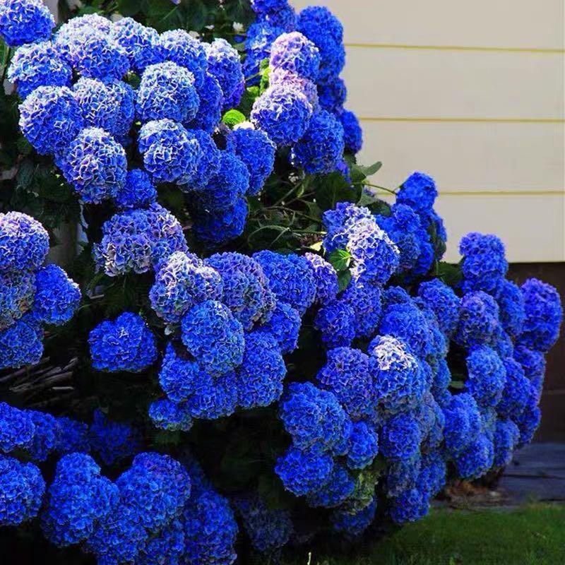 20 pcs/Pack Hydrangea Seed Bonsai Flower Seeds Hydrangea Perennial Garden Home