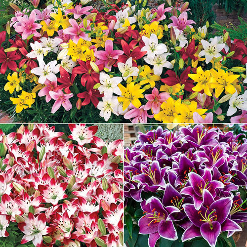 Carpet Border Lily