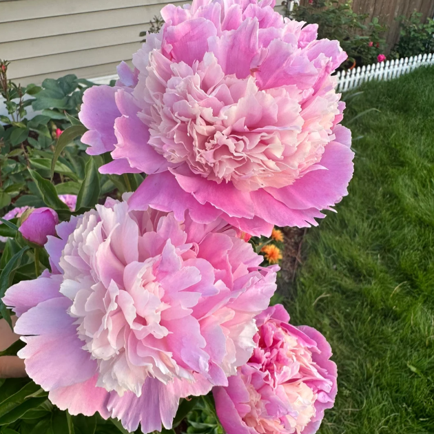 🌺Chinese Peony Flower Seeds—Mixed Color Plants—Home Garden Flower Seeds