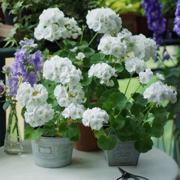 🌸Geranium - Happiness Is Around You