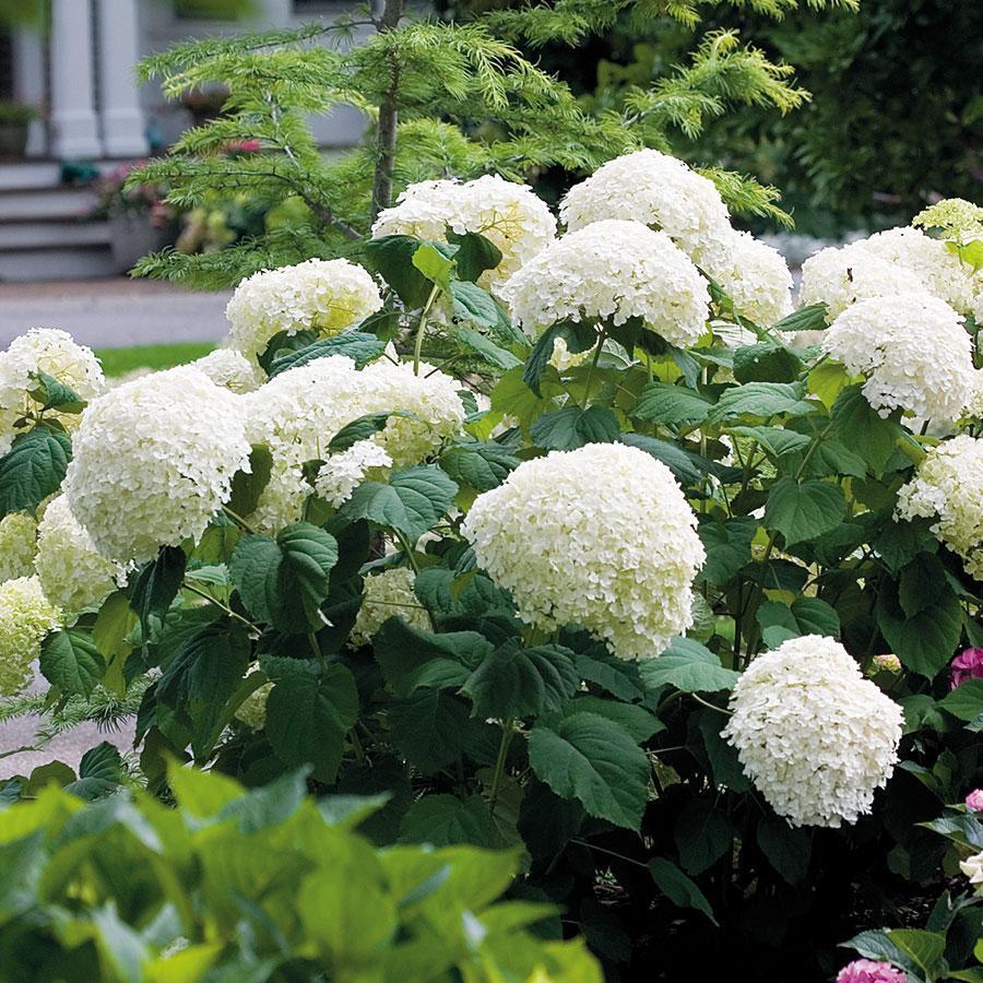 20 pcs/Pack Hydrangea Seed Bonsai Flower Seeds Hydrangea Perennial Garden Home