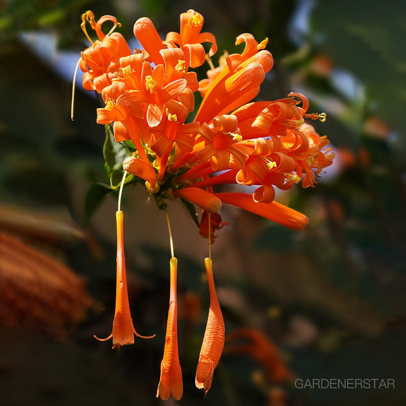 🏵️Pyrostegia Venusta Climing Flower Seeds