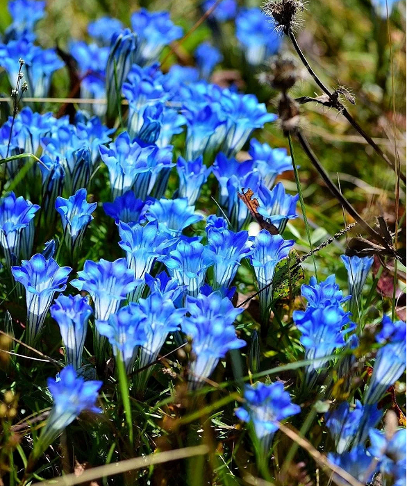 💙Plateau Elf Gentiana - Heart Of The Ocean💦
