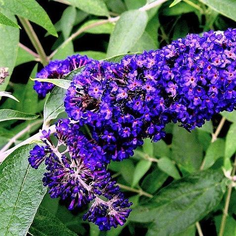 MIXED Colors BUTTERFLY BUSH Buddleia Davidii Flower Shrub Seeds