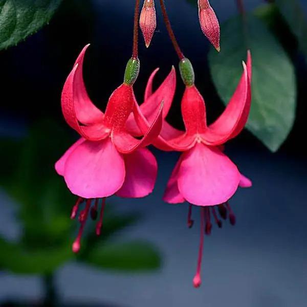 Fuchsia Hybrida Voss Seeds The fairy flower