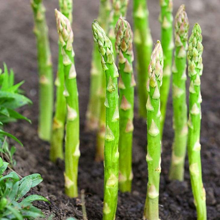 Asparagus Crowns Millennium